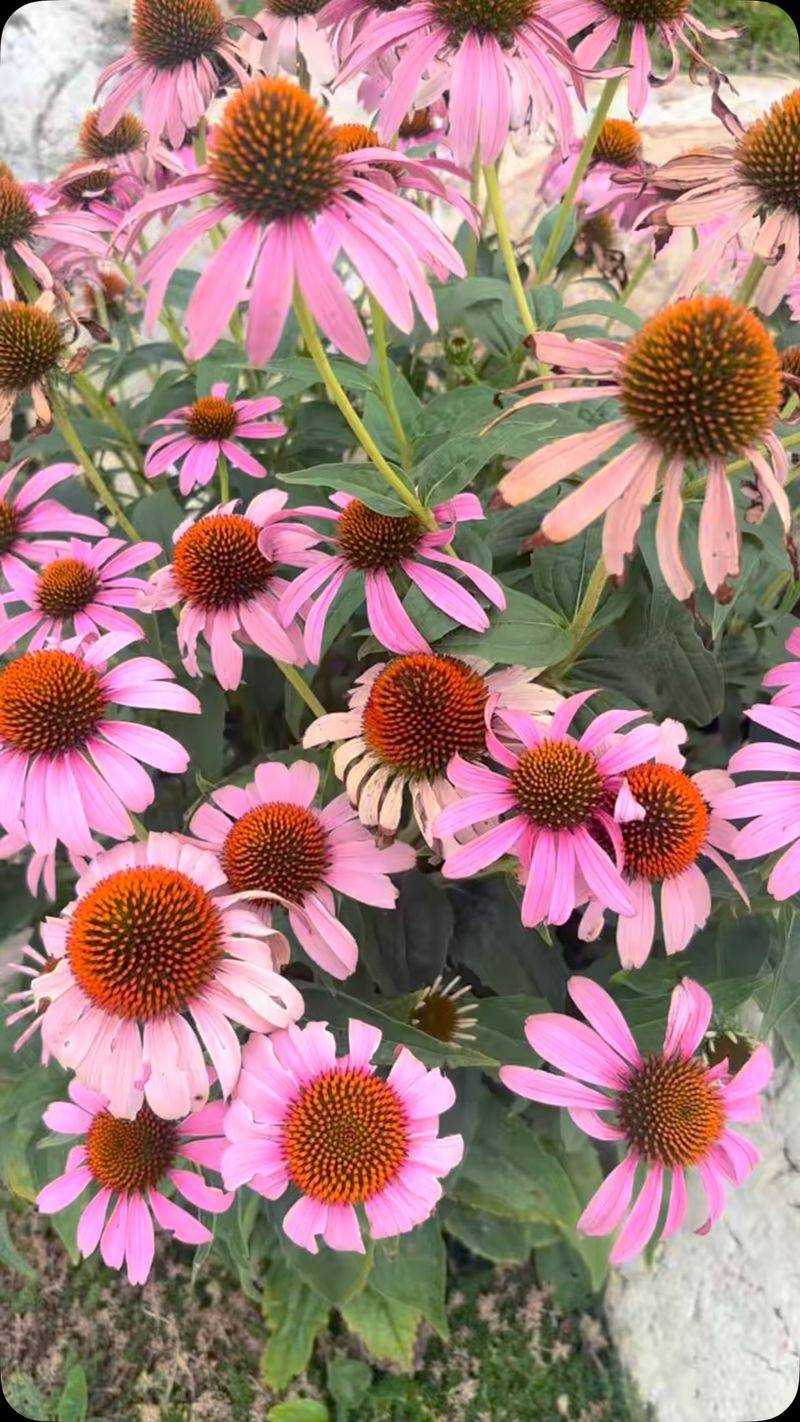 Give Coneflower Sun And Well-Drained Soil