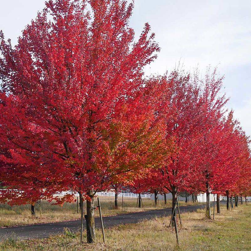 Choose a Different Tree for a Different Goal