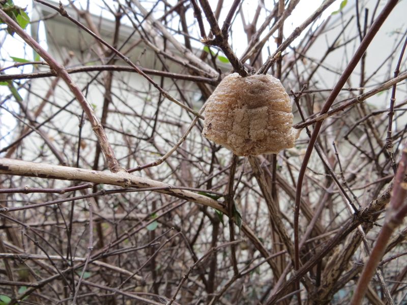 Egg Cases Need A Cold Season