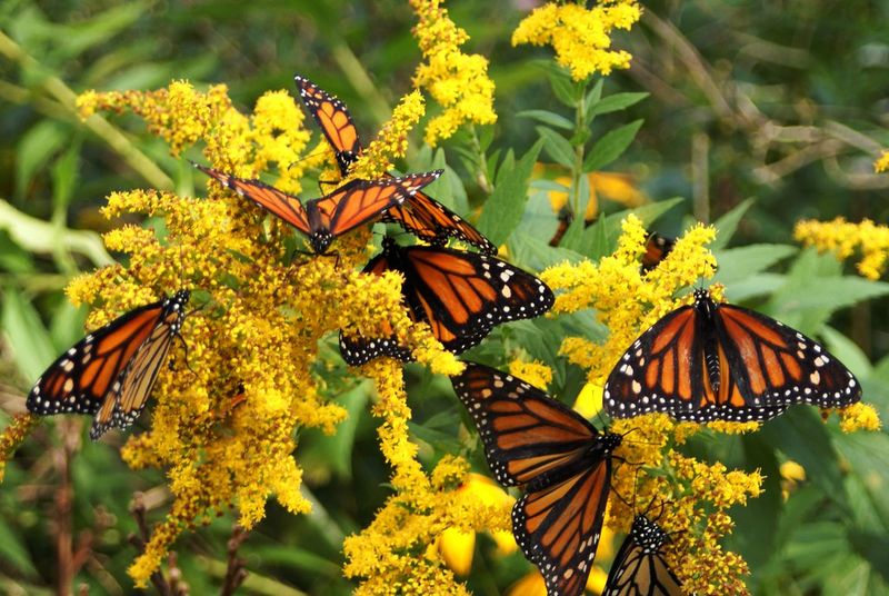 Build A More Complete Habitat Around It