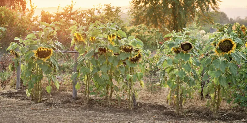 Support the Plant With Suitable Growing Conditions