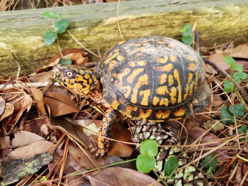 Let the Turtle Be Wildlife, Not Pest Control