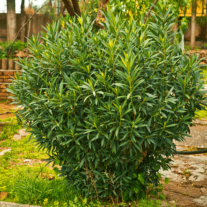 Bay Laurel Creates An Unpleasant Boundary
