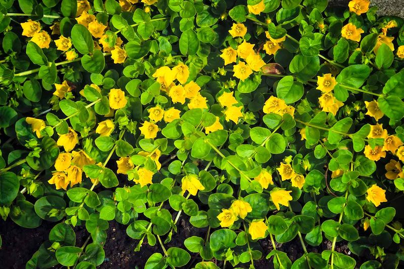 Creeping Jenny Takes Over Moist Spots