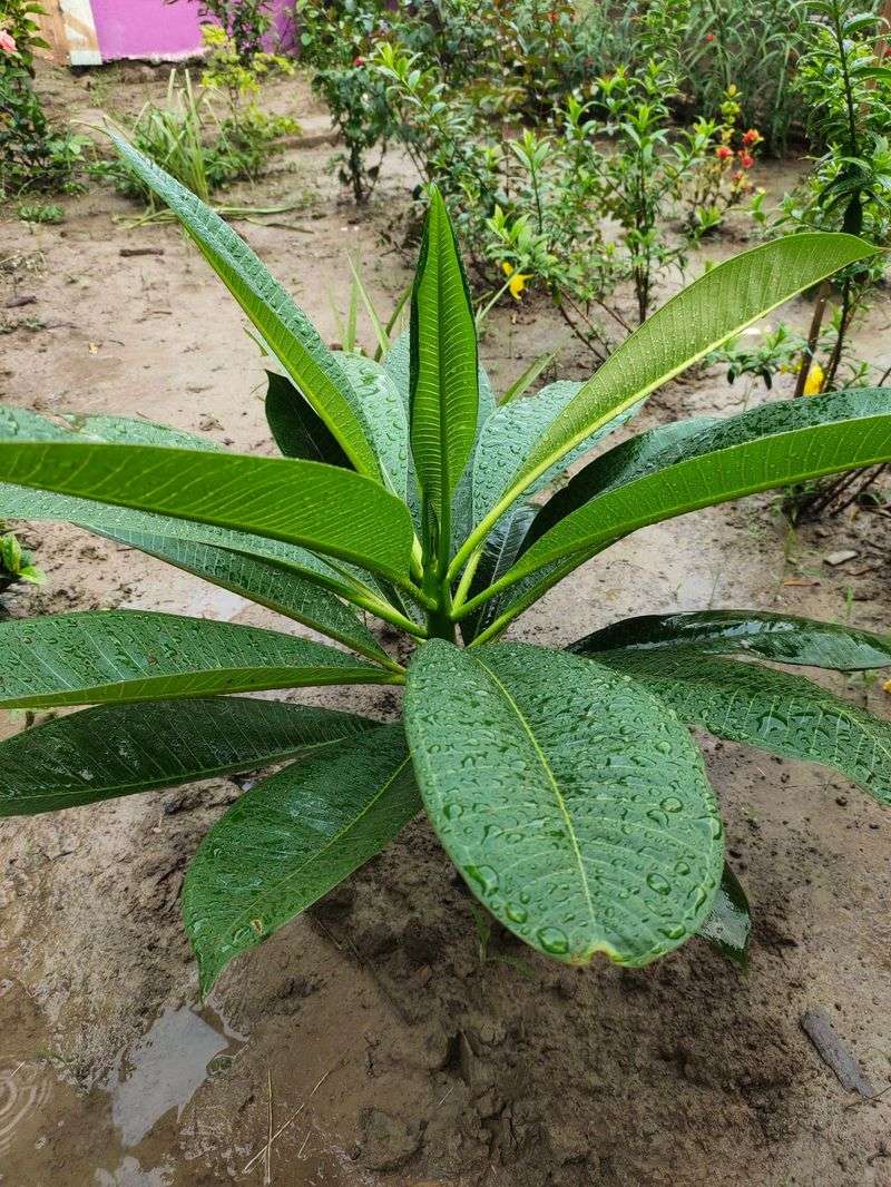 Support Flowering With Light And Drainage