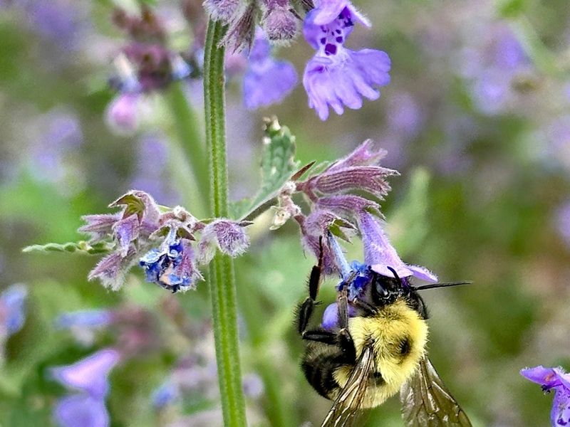 Protect Salvia and Its Pollinators After the Cut