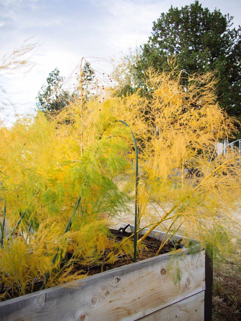 Protect The Fern That Powers Next Spring