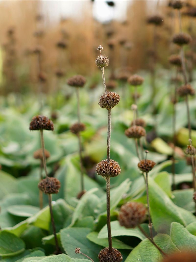 Keep Some Stems and Seedheads Standing