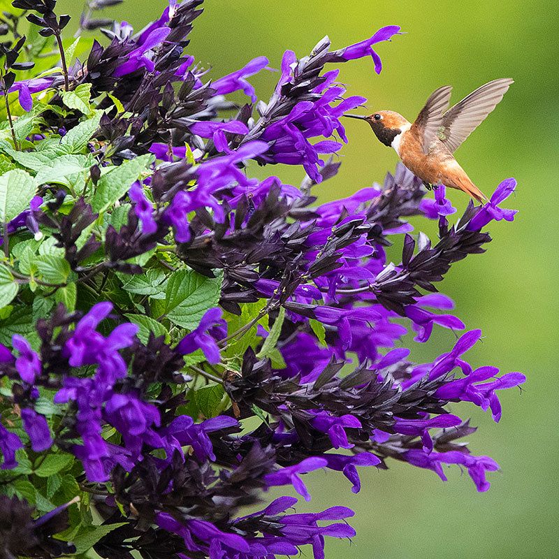 Salvia Offers Blooms And Pollinator Appeal