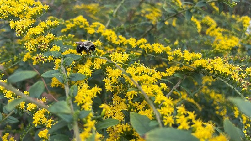 Goldenrod Offers A Sunny Surprise That Never Quits