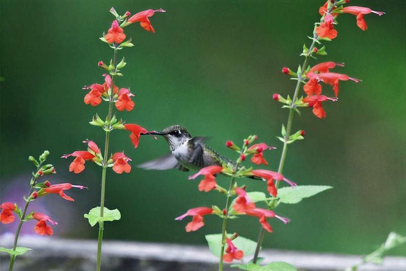 Build A Yard That Rewards Every Visit