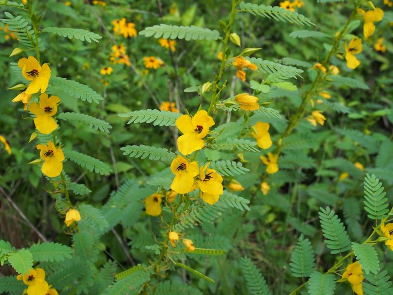 Grow A Food Web Instead Of Buying One Quail Plant
