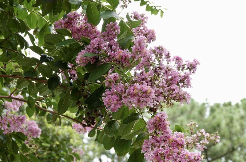 Your Cultivar Sets the Likely Fall Finish