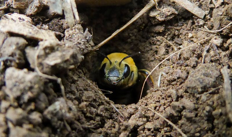 Build Bee Habitat Around The Flowers