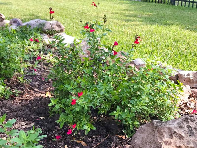 Check The Plant Before Reaching For Pruners