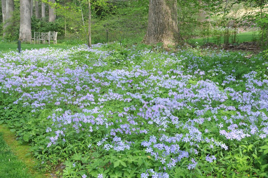 Blanket Your Garden Floor With Woodland Phlox
