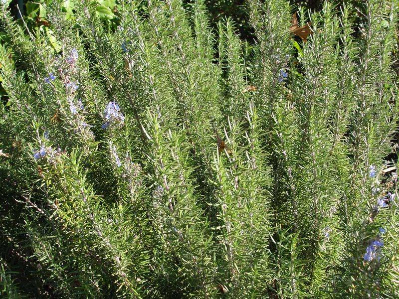Give Rosemary Sun Without Saturating Its Roots