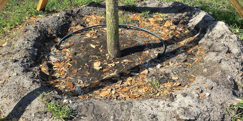 Establish the Plants Before Expecting Lower Water Use