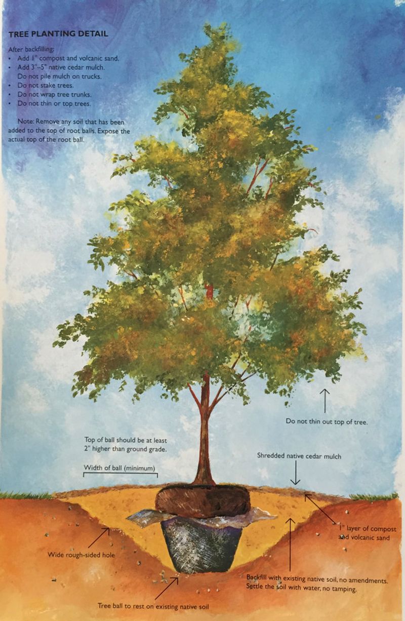 Choose the Right Season and Planting Depth