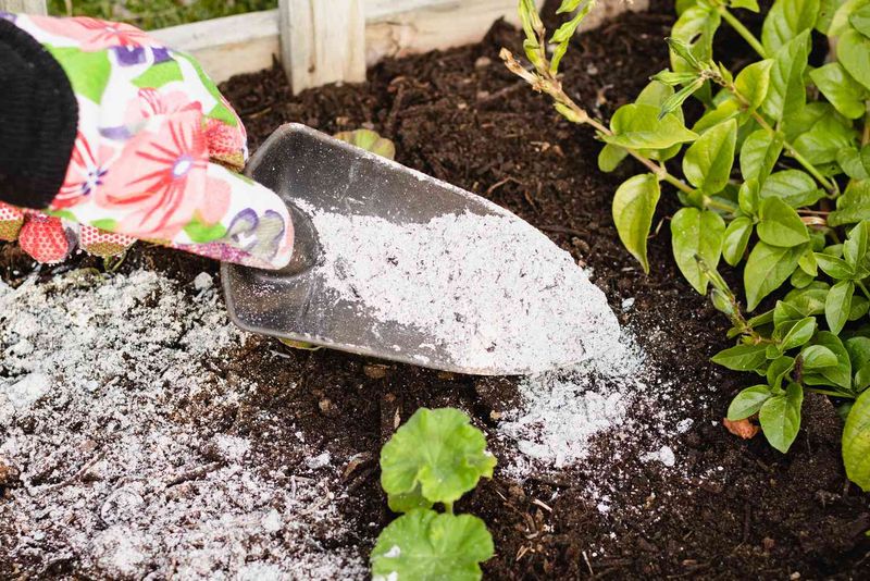 Measure and Apply Ash Before Planting