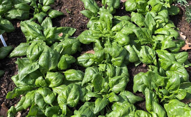 Spinach Actually Loves The Cooling Air