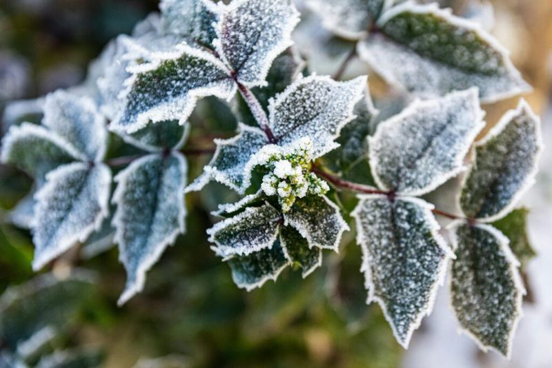 Your First Frost Date Sets The Whole Plan