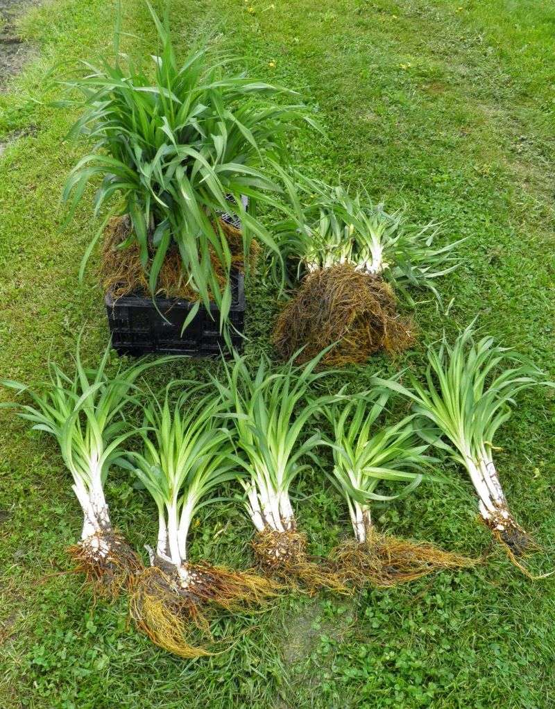 The Two-Fork Trick For Stubborn Root Masses