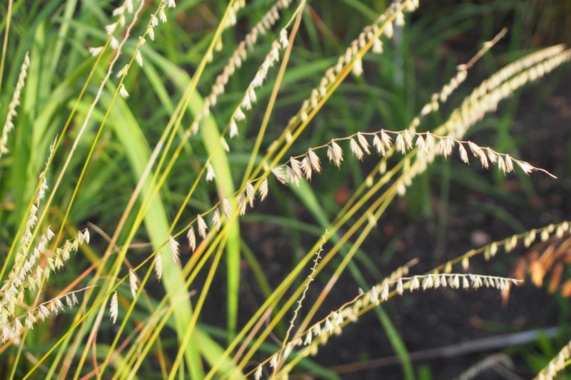 Sideoats Grama Offers Statewide Versatility