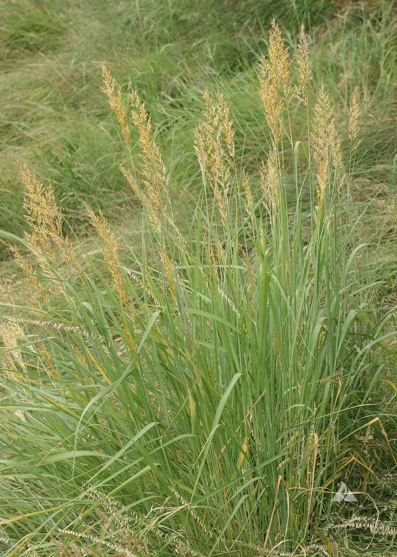 Indiangrass Brings Height To Dry Ground