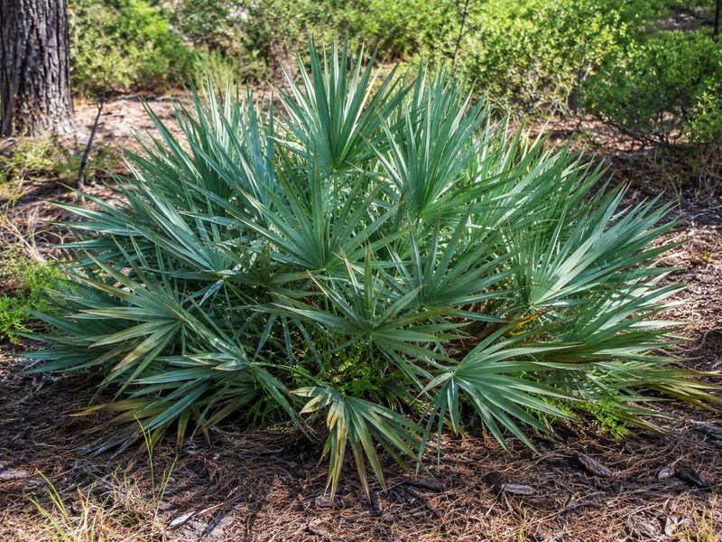 Saw Palmetto, The Low Wall That Never Quits