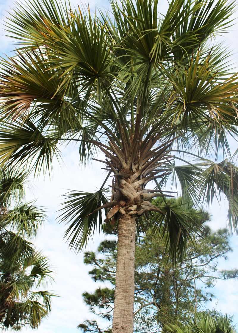 Sabal Palm Offers Tropical Ease