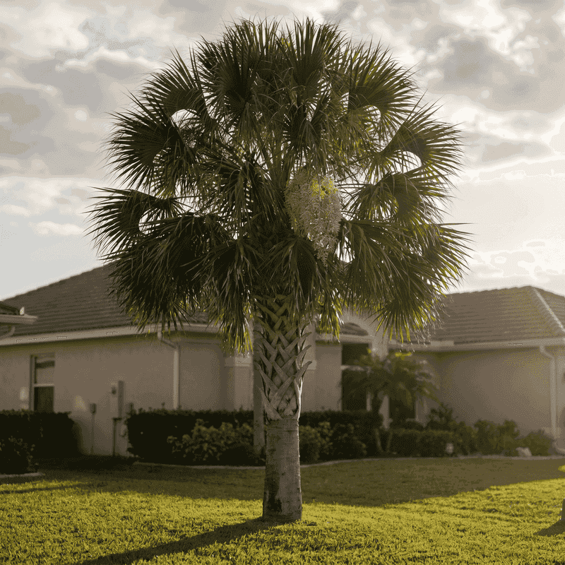 Sabal Palms Are Florida's Iconic Survivors