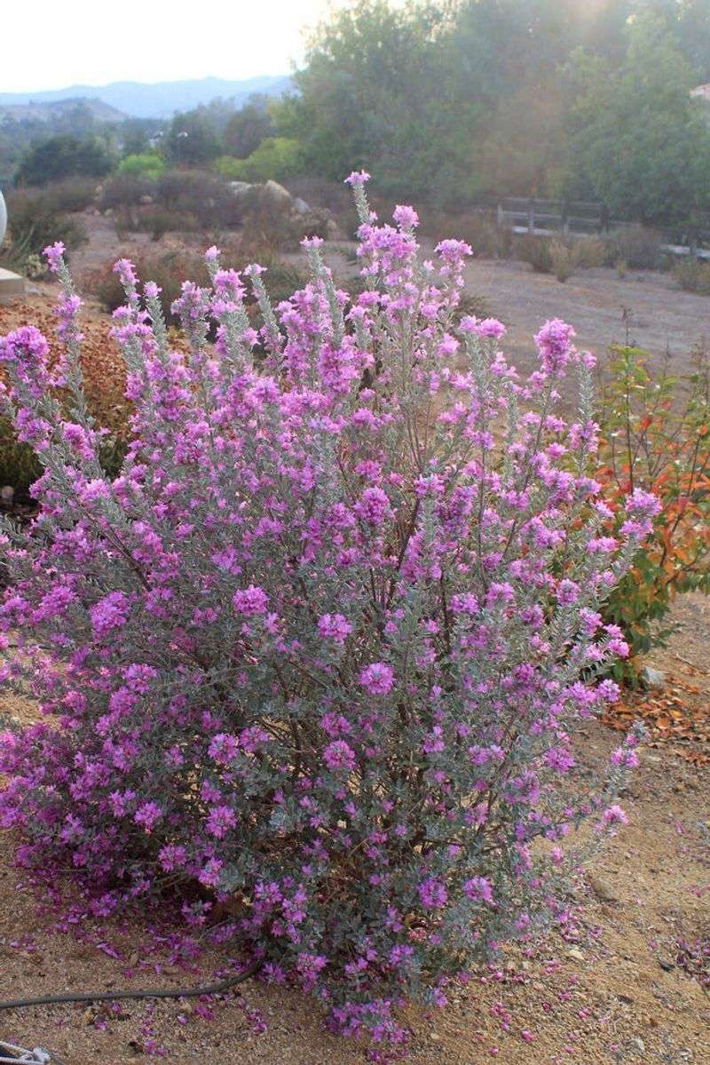 Texas Sage Flaunts Silver In The Sun