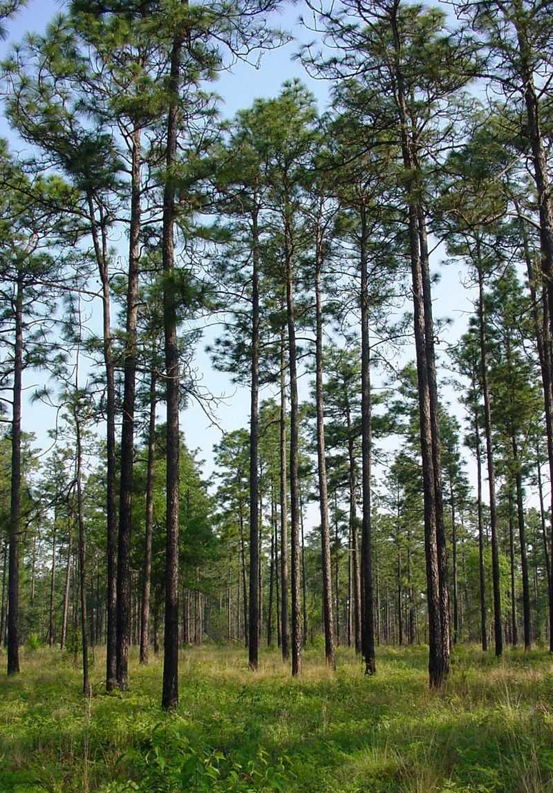 Longleaf Pine Grows Tall, Straight, And Bat-Friendly