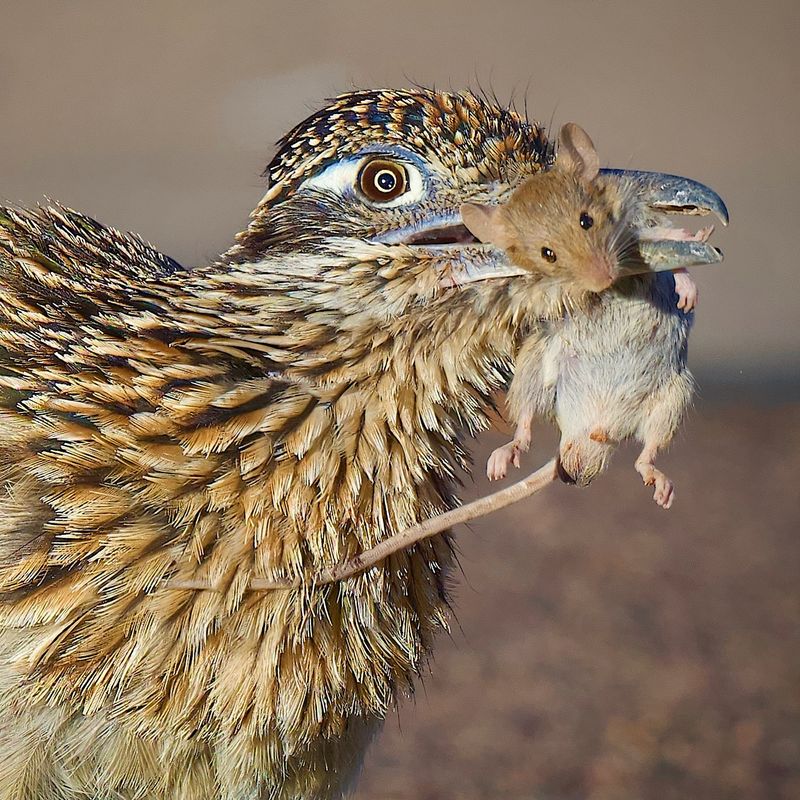Pesky Rodents Find No Safe Haven