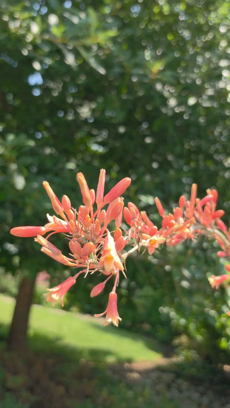 Firebush Ignites A Nocturnal Insect Feast