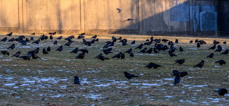 Repeated Visits Do Not Mean One Resident Bird