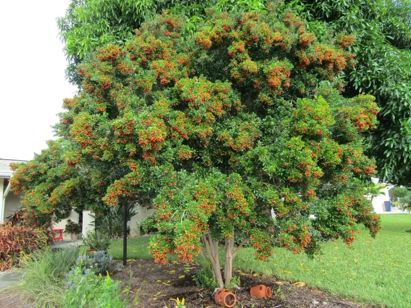 Choose Simpson’s Stopper For Cover And Seasonal Fruit