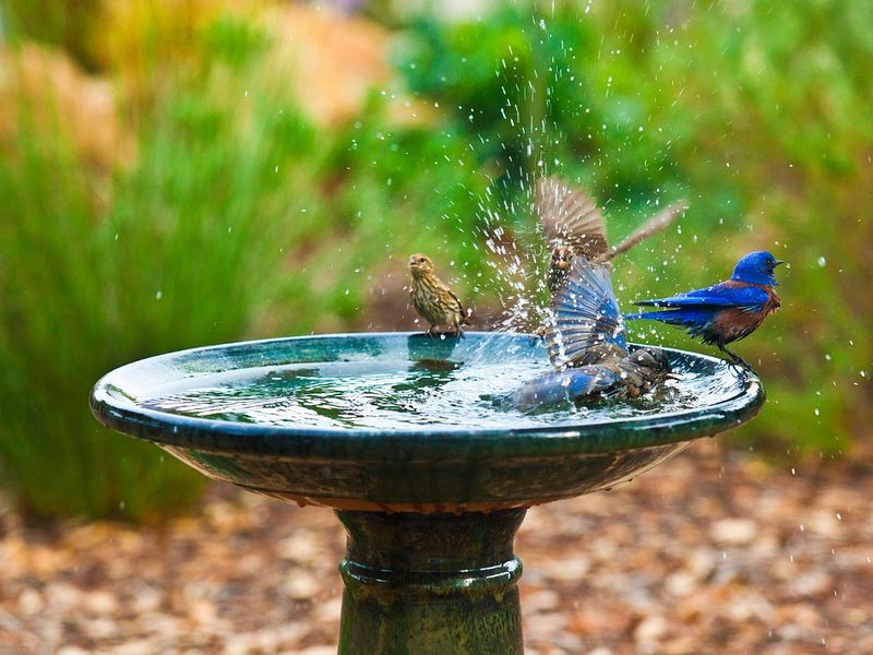 A Birdbath May Add Safe Water
