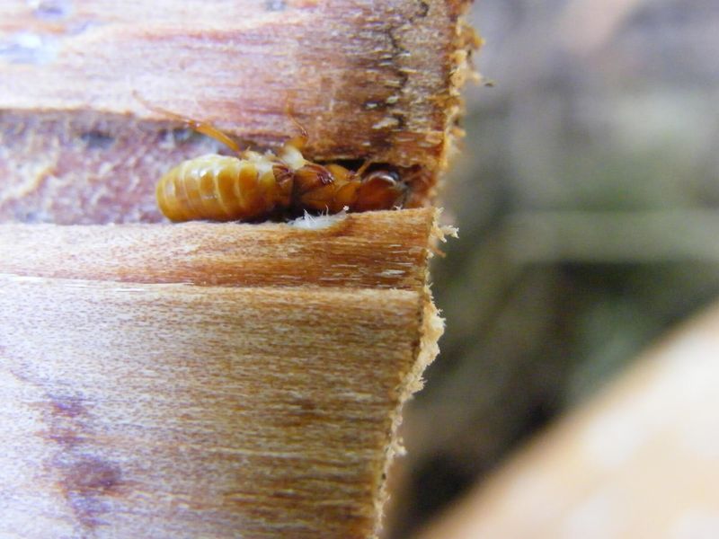Buy And Burn Firewood Locally