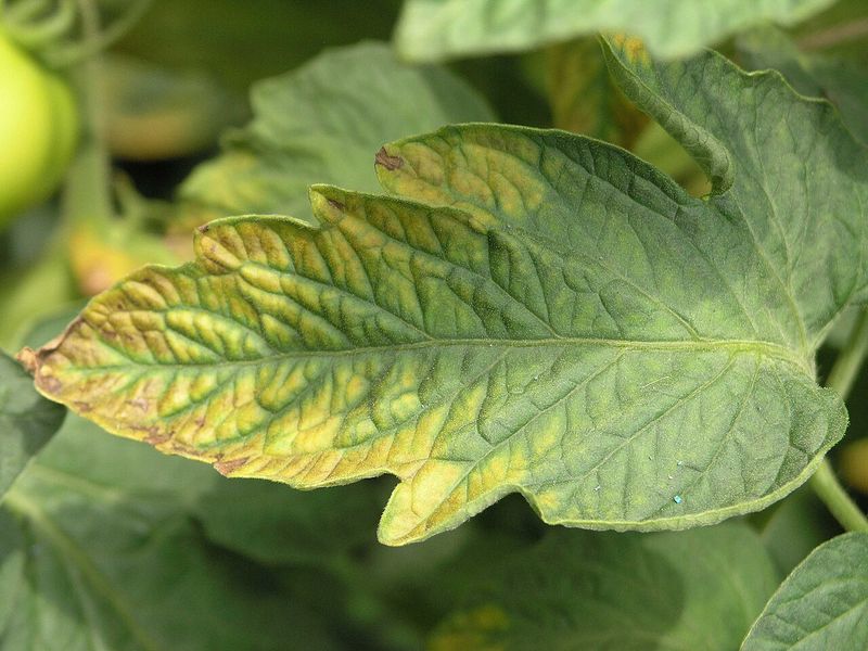 A Potassium Shortage Drops Blooms Before They Set