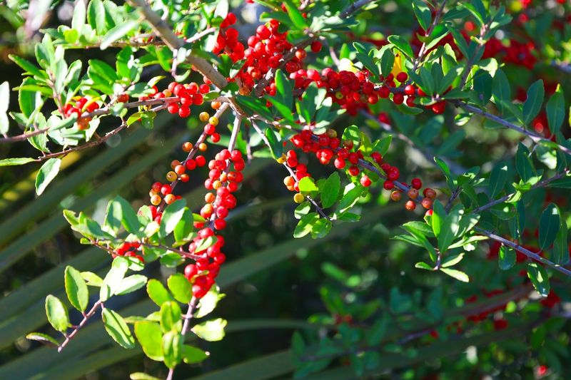 Match The Shrub To Sun Soil And Cold