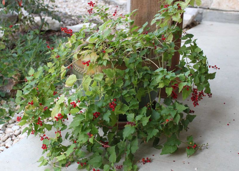 Pigeonberry Delivers Berries And Blooms At Once