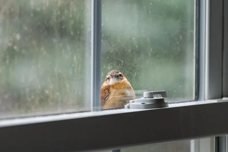 Protect Cardinals From Windows And Cats