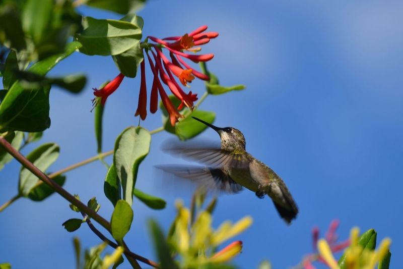 Build a Hummingbird-Friendly Yard Beyond One Vine