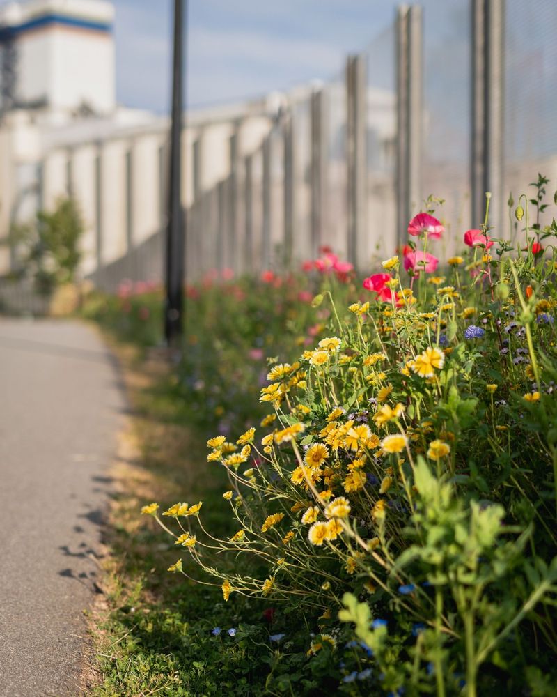 Place Pollinator Habitat Around Household Traffic