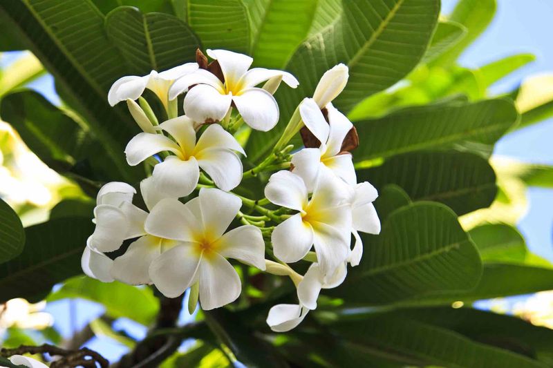 Balance A Compact Shape With Future Blooms