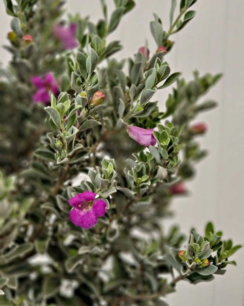 Skip Shearing and Post-Bloom Clipping