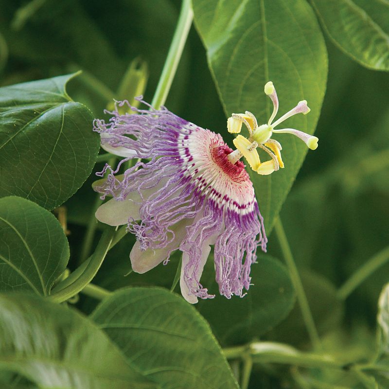 Choose Between Maypop And Yellow Passionflower