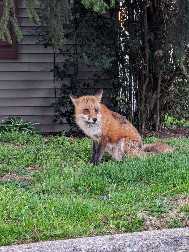 Daylight Alone Does Not Mean Rabies